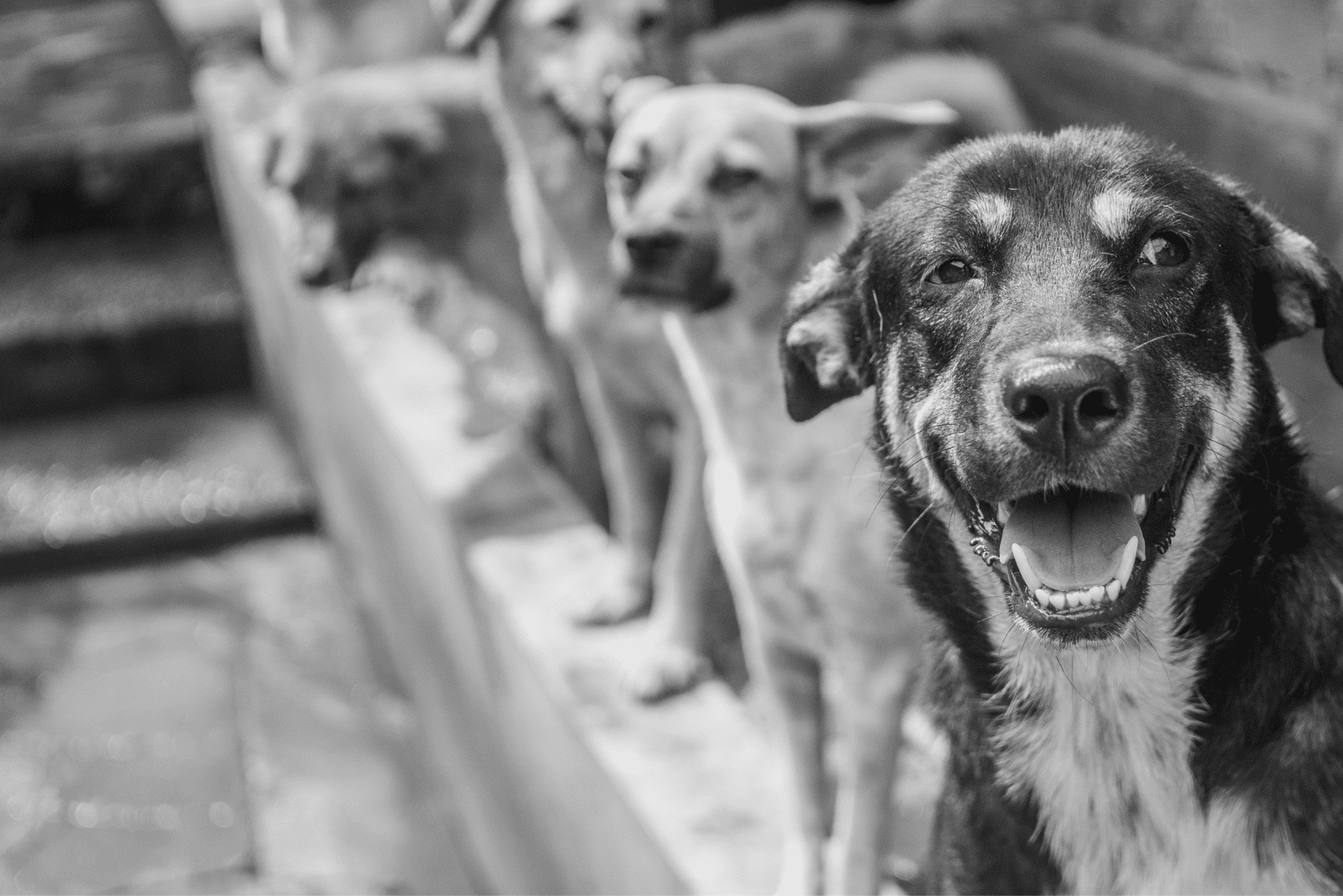 How Can I Adopt A Dog In Malaysia? A Comprehensive Guide mawamalaysia